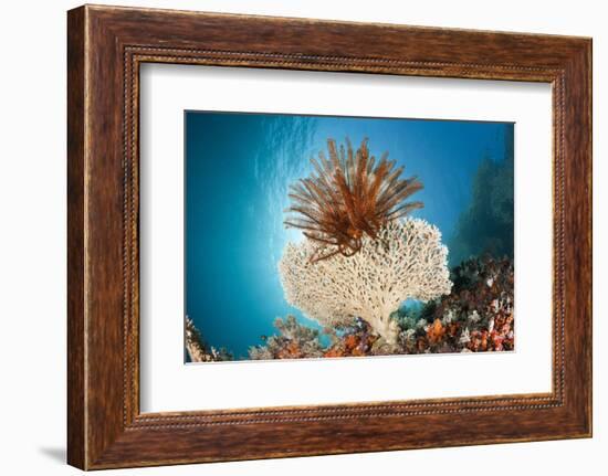 Crinoid (Comanthina) on a Small Table Coral, Raja Ampat, West Papua, Indonesia-Reinhard Dirscherl-Framed Photographic Print