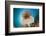 Crinoid (Comanthina) on a Small Table Coral, Raja Ampat, West Papua, Indonesia-Reinhard Dirscherl-Framed Photographic Print