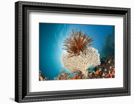 Crinoid (Comanthina) on a Small Table Coral, Raja Ampat, West Papua, Indonesia-Reinhard Dirscherl-Framed Photographic Print