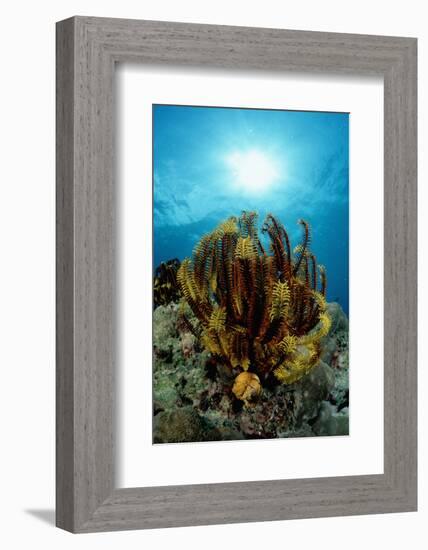 Crinoid (Comanthus Parvicirrus).-Reinhard Dirscherl-Framed Photographic Print