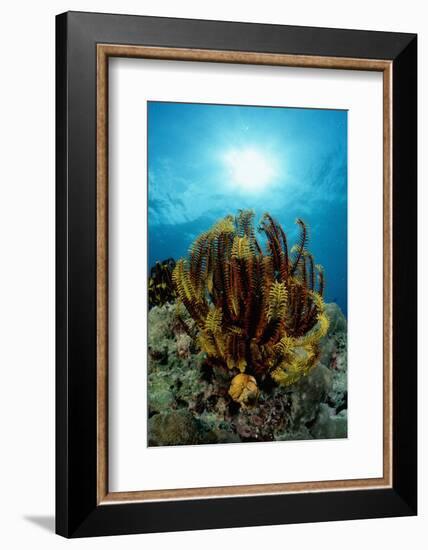 Crinoid (Comanthus Parvicirrus).-Reinhard Dirscherl-Framed Photographic Print