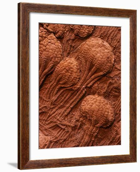 Crinoid Fossils-Mark E. Gibson-Framed Photographic Print