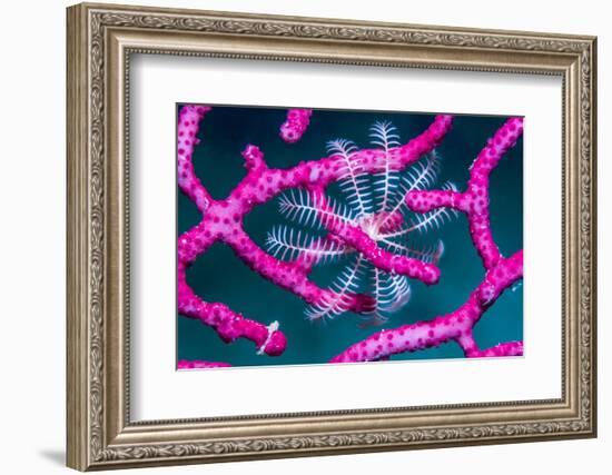 Crinoid on Soft coral, Indonesia-Georgette Douwma-Framed Photographic Print