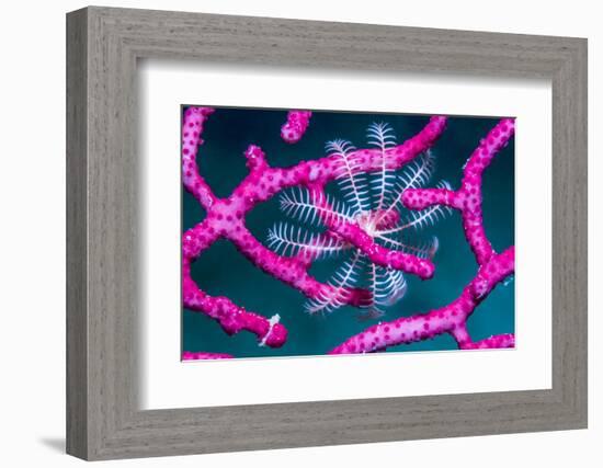 Crinoid on Soft coral, Indonesia-Georgette Douwma-Framed Photographic Print
