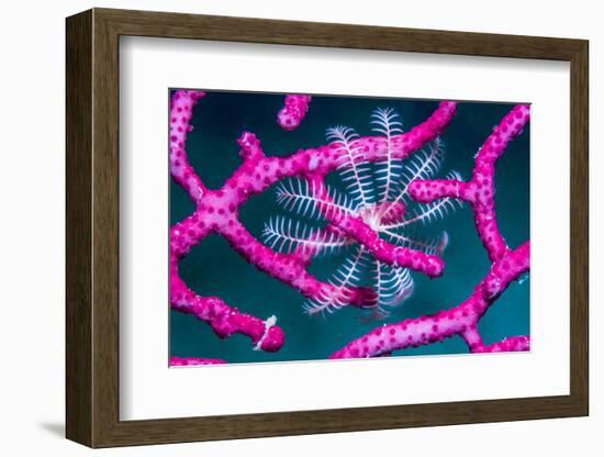 Crinoid on Soft coral, Indonesia-Georgette Douwma-Framed Photographic Print