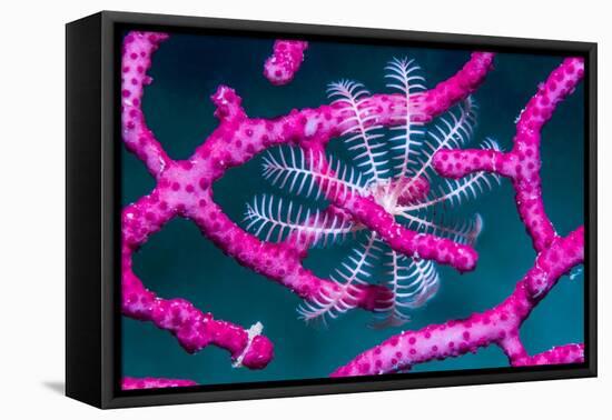 Crinoid on Soft coral, Indonesia-Georgette Douwma-Framed Premier Image Canvas