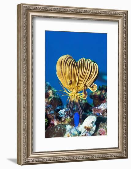 Crinoid Or Featherstar (Crinoidea Sp.)-Georgette Douwma-Framed Photographic Print