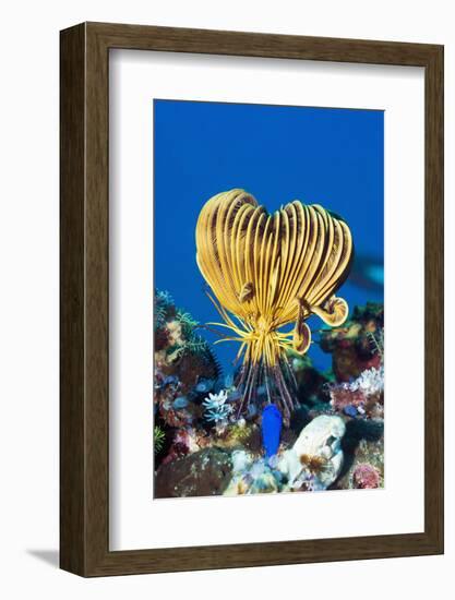 Crinoid Or Featherstar (Crinoidea Sp.)-Georgette Douwma-Framed Photographic Print