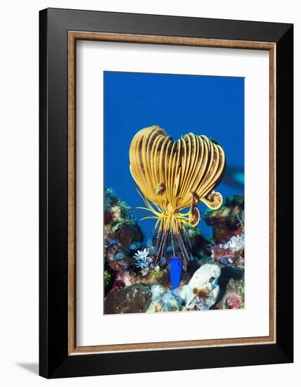 Crinoid Or Featherstar (Crinoidea Sp.)-Georgette Douwma-Framed Photographic Print