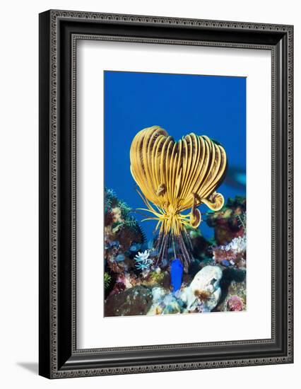 Crinoid Or Featherstar (Crinoidea Sp.)-Georgette Douwma-Framed Photographic Print