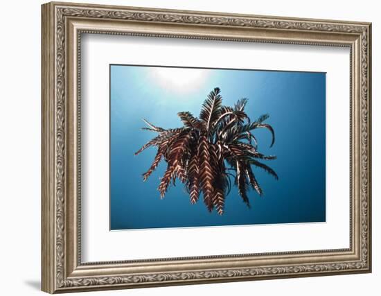 Crinoid Swimming (Comantheria), Alam Batu, Bali, Indonesia-Reinhard Dirscherl-Framed Photographic Print