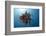 Crinoid Swimming (Comantheria), Alam Batu, Bali, Indonesia-Reinhard Dirscherl-Framed Photographic Print