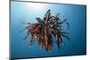 Crinoid Swimming (Comantheria), Alam Batu, Bali, Indonesia-Reinhard Dirscherl-Mounted Photographic Print