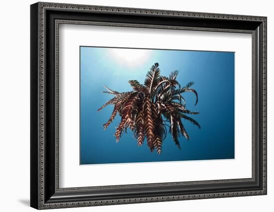 Crinoid Swimming (Comantheria), Alam Batu, Bali, Indonesia-Reinhard Dirscherl-Framed Photographic Print