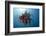 Crinoid Swimming (Comantheria), Alam Batu, Bali, Indonesia-Reinhard Dirscherl-Framed Photographic Print