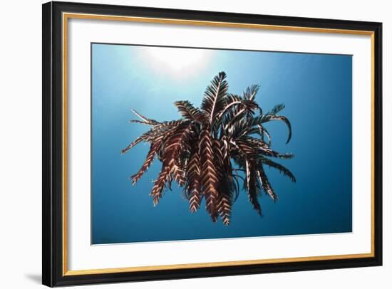 Crinoid Swimming (Comantheria), Alam Batu, Bali, Indonesia-Reinhard Dirscherl-Framed Photographic Print