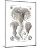 Crinoidea, 1899-1904-null-Mounted Giclee Print