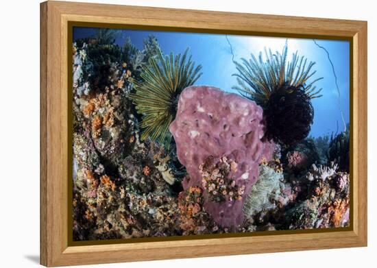 Crinoids Cling to a Large Sponge on a Healthy Coral Reef-Stocktrek Images-Framed Premier Image Canvas