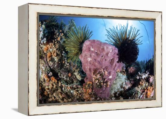 Crinoids Cling to a Large Sponge on a Healthy Coral Reef-Stocktrek Images-Framed Premier Image Canvas