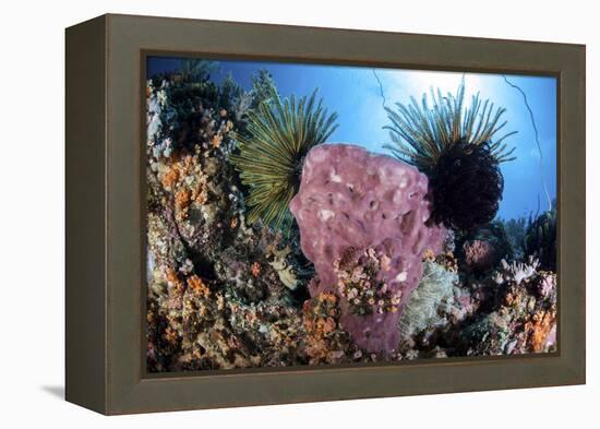 Crinoids Cling to a Large Sponge on a Healthy Coral Reef-Stocktrek Images-Framed Premier Image Canvas