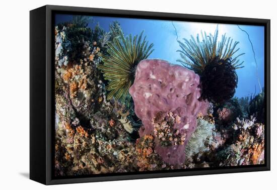 Crinoids Cling to a Large Sponge on a Healthy Coral Reef-Stocktrek Images-Framed Premier Image Canvas