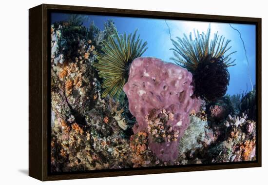 Crinoids Cling to a Large Sponge on a Healthy Coral Reef-Stocktrek Images-Framed Premier Image Canvas