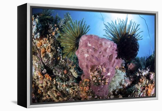 Crinoids Cling to a Large Sponge on a Healthy Coral Reef-Stocktrek Images-Framed Premier Image Canvas