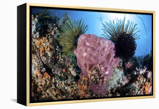 Crinoids Cling to a Large Sponge on a Healthy Coral Reef-Stocktrek Images-Framed Premier Image Canvas