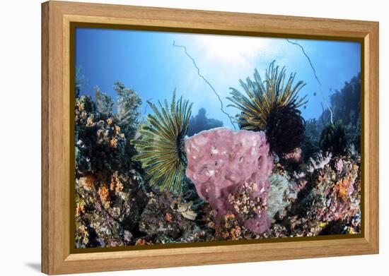 Crinoids Cling to a Large Sponge on a Healthy Coral Reef-Stocktrek Images-Framed Premier Image Canvas