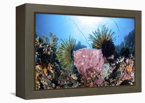 Crinoids Cling to a Large Sponge on a Healthy Coral Reef-Stocktrek Images-Framed Premier Image Canvas