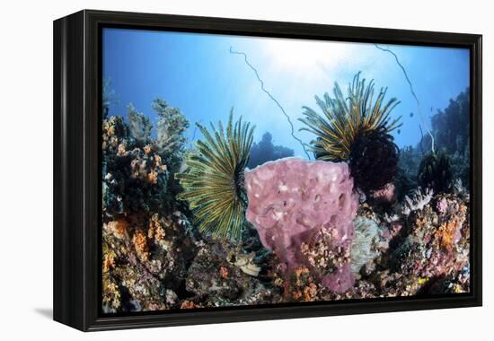 Crinoids Cling to a Large Sponge on a Healthy Coral Reef-Stocktrek Images-Framed Premier Image Canvas