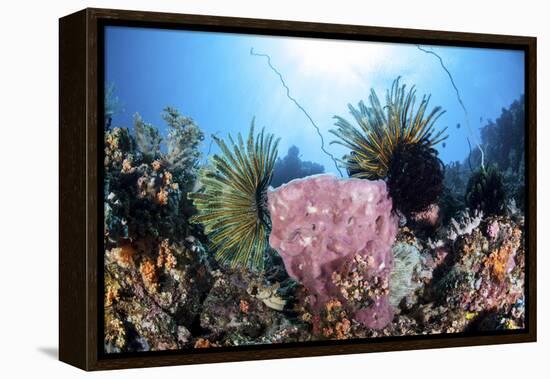 Crinoids Cling to a Large Sponge on a Healthy Coral Reef-Stocktrek Images-Framed Premier Image Canvas