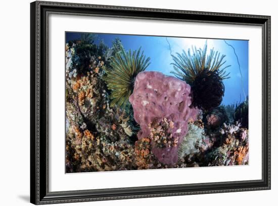 Crinoids Cling to a Large Sponge on a Healthy Coral Reef-Stocktrek Images-Framed Photographic Print