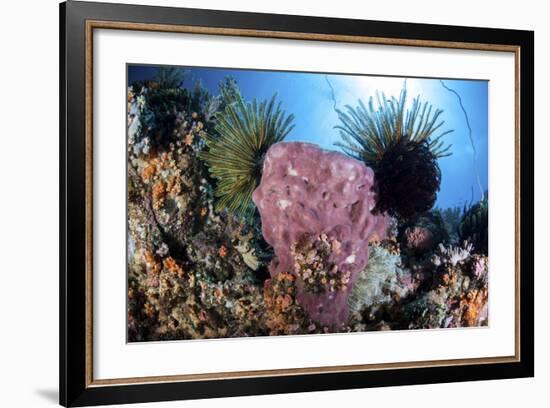 Crinoids Cling to a Large Sponge on a Healthy Coral Reef-Stocktrek Images-Framed Photographic Print