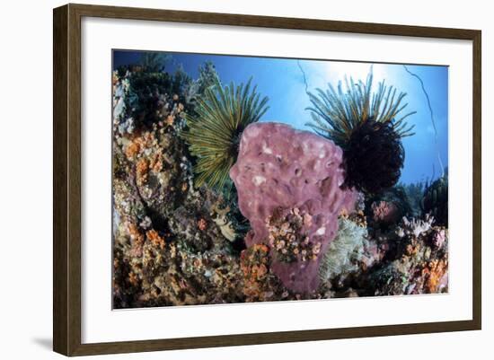 Crinoids Cling to a Large Sponge on a Healthy Coral Reef-Stocktrek Images-Framed Photographic Print