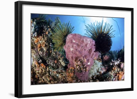 Crinoids Cling to a Large Sponge on a Healthy Coral Reef-Stocktrek Images-Framed Photographic Print