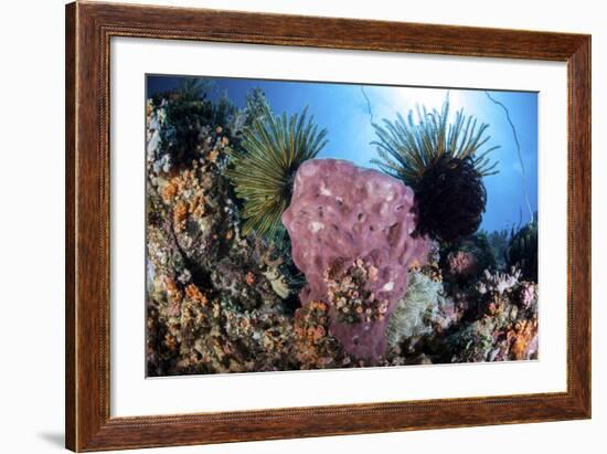 Crinoids Cling to a Large Sponge on a Healthy Coral Reef-Stocktrek Images-Framed Photographic Print