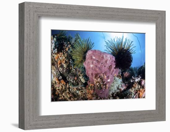 Crinoids Cling to a Large Sponge on a Healthy Coral Reef-Stocktrek Images-Framed Photographic Print