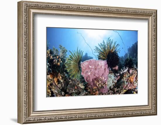 Crinoids Cling to a Large Sponge on a Healthy Coral Reef-Stocktrek Images-Framed Photographic Print