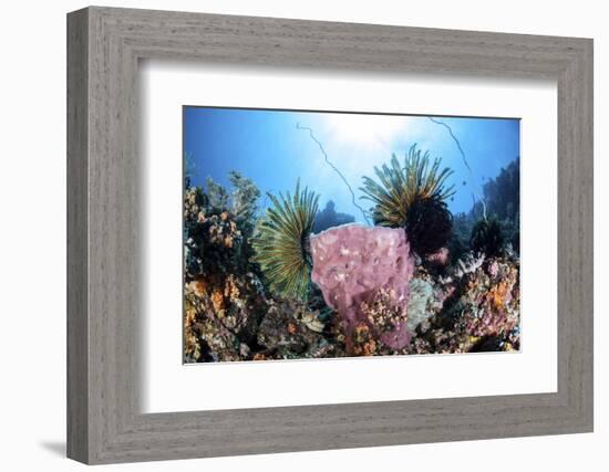 Crinoids Cling to a Large Sponge on a Healthy Coral Reef-Stocktrek Images-Framed Photographic Print