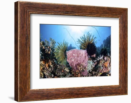 Crinoids Cling to a Large Sponge on a Healthy Coral Reef-Stocktrek Images-Framed Photographic Print