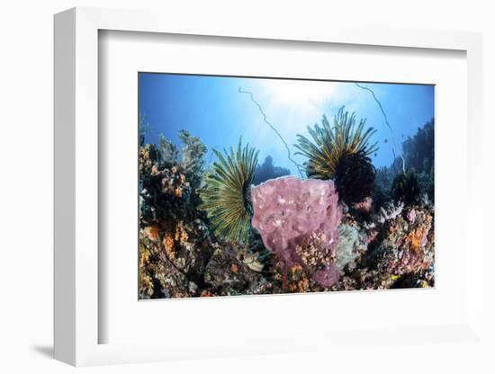 Crinoids Cling to a Large Sponge on a Healthy Coral Reef-Stocktrek Images-Framed Photographic Print