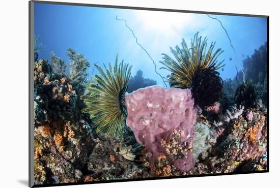 Crinoids Cling to a Large Sponge on a Healthy Coral Reef-Stocktrek Images-Mounted Photographic Print