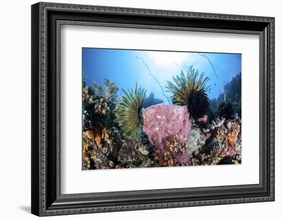 Crinoids Cling to a Large Sponge on a Healthy Coral Reef-Stocktrek Images-Framed Photographic Print