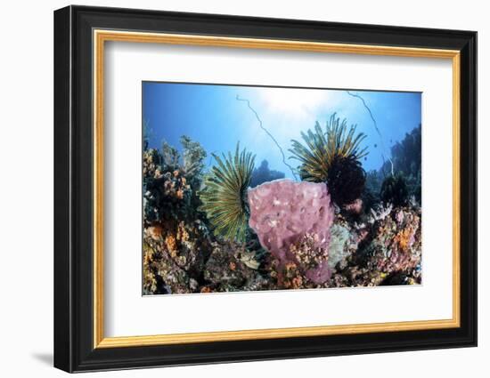 Crinoids Cling to a Large Sponge on a Healthy Coral Reef-Stocktrek Images-Framed Photographic Print