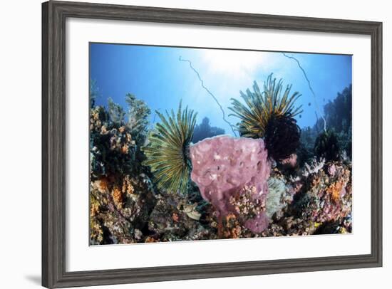 Crinoids Cling to a Large Sponge on a Healthy Coral Reef-Stocktrek Images-Framed Photographic Print