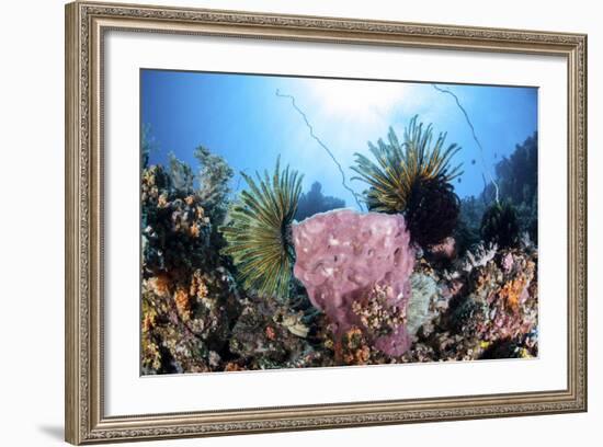 Crinoids Cling to a Large Sponge on a Healthy Coral Reef-Stocktrek Images-Framed Photographic Print