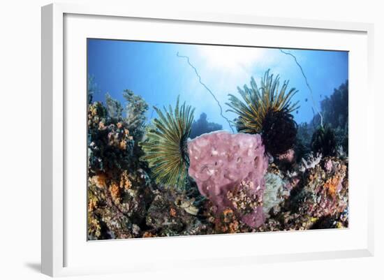 Crinoids Cling to a Large Sponge on a Healthy Coral Reef-Stocktrek Images-Framed Photographic Print