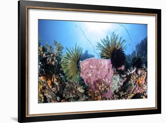 Crinoids Cling to a Large Sponge on a Healthy Coral Reef-Stocktrek Images-Framed Photographic Print