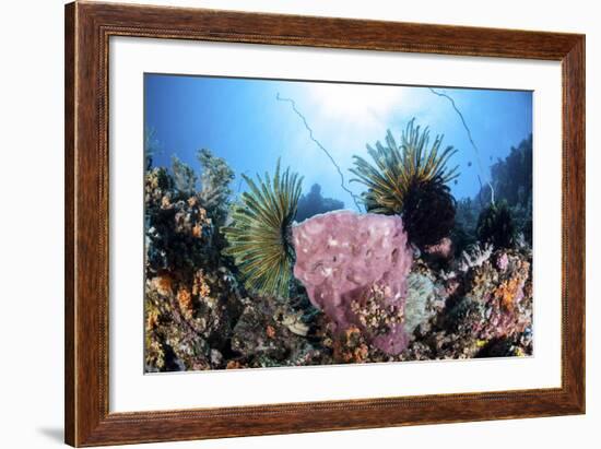 Crinoids Cling to a Large Sponge on a Healthy Coral Reef-Stocktrek Images-Framed Photographic Print
